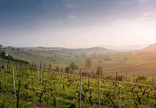 Weinberge in sanfter Hügellandschaft bei warmem Abendlicht, mit Rebzeilen im Vordergrund und weiten Feldern im Hintergrund.