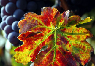 vino piemonte, vino in piemonte, vacanze di piacere hotel pimeont, hotel in piemonte, hotel in isola d'asti, boutique hotel italia, hotel piemonte, camere hotel in piemonte