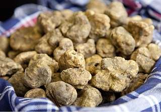 Tartufi bianchi freschi del Piemonte presentati in un cesto – specialità delle Settimane del Tartufo al Sunstar Hotel Piemonte.